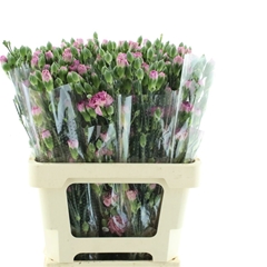 Dianthus Spray Cosmocherry 60cm