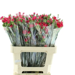 Dianthus Spray Pigeon 60cm