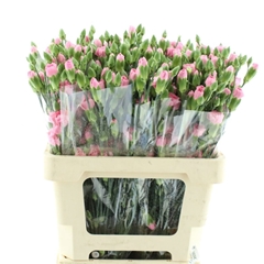 Dianthus Spray Nathalie 60cm