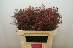 Limonium Sinense Scarlet Diamond 70cm 30gr.