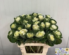 Brassica White Crane 60cm