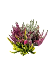 Calluna Vulgaris Beauty Ladies High Five Mix 23Ø 35cm