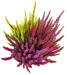 Calluna Beauty Ladies Starlight Mix In Pot 23Ø 35cm