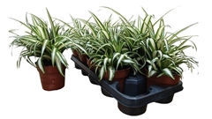 Chlorophytum Variegatum 12Ø 30cm