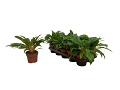 Chlorophytum Green Orange 12Ø 30cm