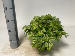 Heuchera Indian Summer Mix 19Ø 35cm