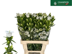 Campanula Champion White 70cm