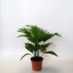 Livistona Rotundifolia 14Ø 45cm