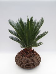 Cycas Revoluta 32Ø 50cm