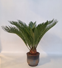Cycas Revoluta 19Ø 50cm