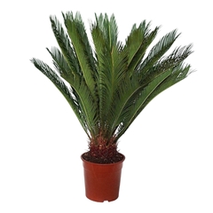 Cycas Revoluta 24Ø 80cm