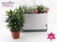 Lily Oriental Sunny Robyn 19Ø 55cm