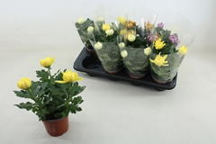 Chrys Kena Gem 12Ø 25cm