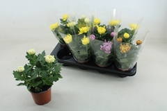 Chrys Kena Gem 12Ø 25cm