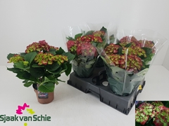 Hydrangea Hi Fire 14Ø 36cm 5bl