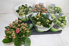 Kalanchoe Double Mix 15Ø 26cm
