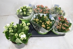 Kalanchoe Double Mix 15Ø 26cm