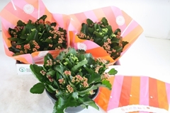 Kalanchoe Double Mix 23Ø 25cm
