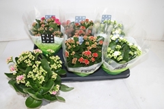 Kalanchoe Double Mix 15Ø 26cm