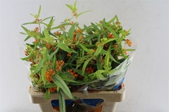 Asclepias Tuberosa 50cm