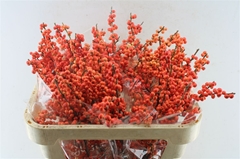 Ilex Verticillata Oudijk's Orange 70cm