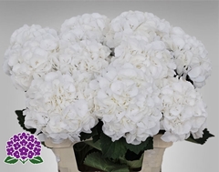 Hydrangea Royal Princess 60cm 15-17cm Hd
