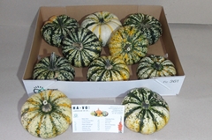 Cucurbita Pepo Lil Pump-ke-mon 12cm