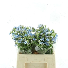 Oxypetalum Tanioka Pure Blue 40cm
