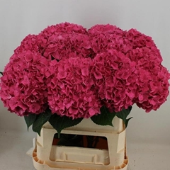 Hydrangea Rodeo Red 80cm 19-21cm Hd