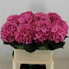 Hydrangea Royal Palace 80cm 19-21cm Hd