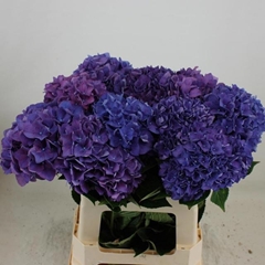 Hydrangea Rodeo Purple 60cm 15-17cm Hd