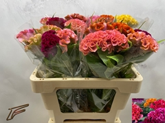 Celosia Mix 56cm