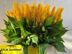 Celosia Century Yellow 60cm