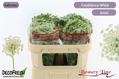 Ammi Visnaga Casablanca 65cm