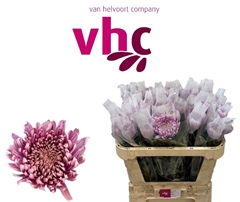 Chrysanth Single Hornbill 70cm 80gr.