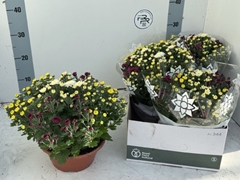 Chrysanth Mix 23Ø 27cm
