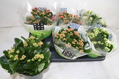 Kalanchoe Double Mix 15Ø 26cm