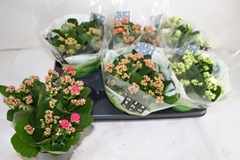 Kalanchoe Double Mix 15Ø 26cm