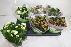 Kalanchoe Double Mix 15Ø 26cm