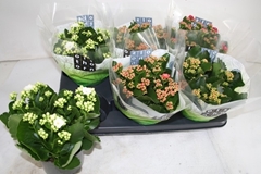 Kalanchoe Double Mix 15Ø 26cm