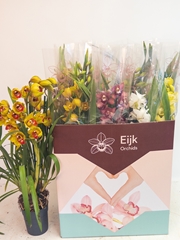 Cymbidium Mixed 14Ø 75cm 3st