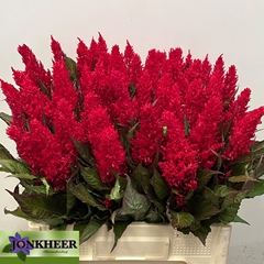 Celosia Century Red 60cm