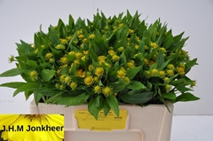 Helenium Kanaria 50cm