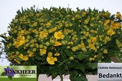 Helenium Kanaria 60cm