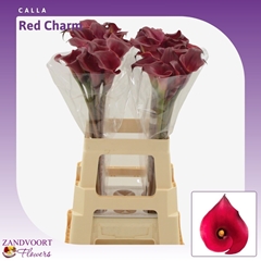 Zantedeschia Red Charm 65cm