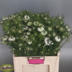 Nigella Artistic White 60cm