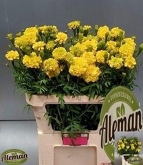 Tagetus Promise Yellow 80cm
