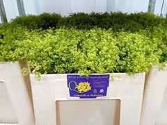 Alchemilla Mollis Robustica 50cm