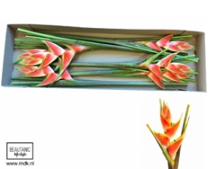 Heliconia Red Jewel 100cm