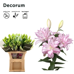 Lily Oriental Double Roselily Anouska 90cm 4+